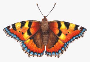 Small tortoiseshell butterfly Aglais urticae – SOLD –