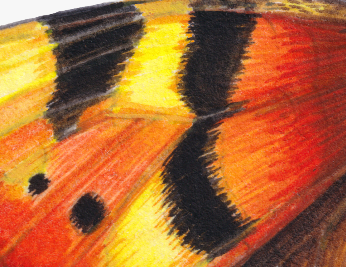 small tortoiseshell butterfly