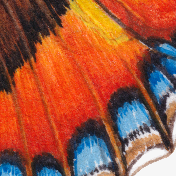 small tortoiseshell butterfly