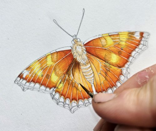 small tortoiseshell butterfly