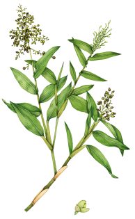 Bamboo grass Lasiacis divaricata