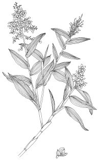 Bamboo grass Lasiacis divaricata