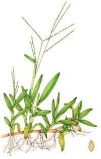 Carpet grass Axonopus compressus