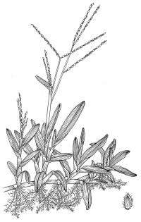 Carpet grass Axonopus compressus pen and ink