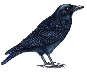 Carrion crow Corvus corone