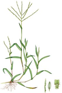 Crab grass Digitaria ciliaris