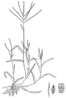 Crab grass Digitaria ciliaris pen and ink