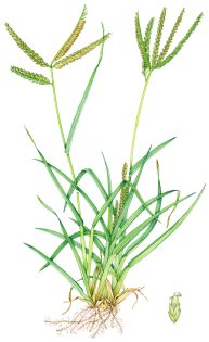 Grasses of Montserrat colouring in sheets