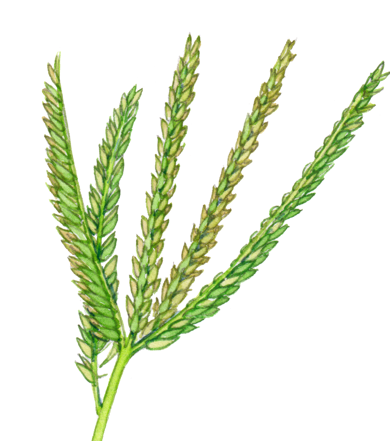 Dutchgrass