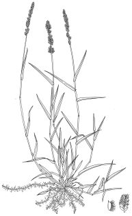 Gophertail lovegrass Eragrostis cilarius pen and ink