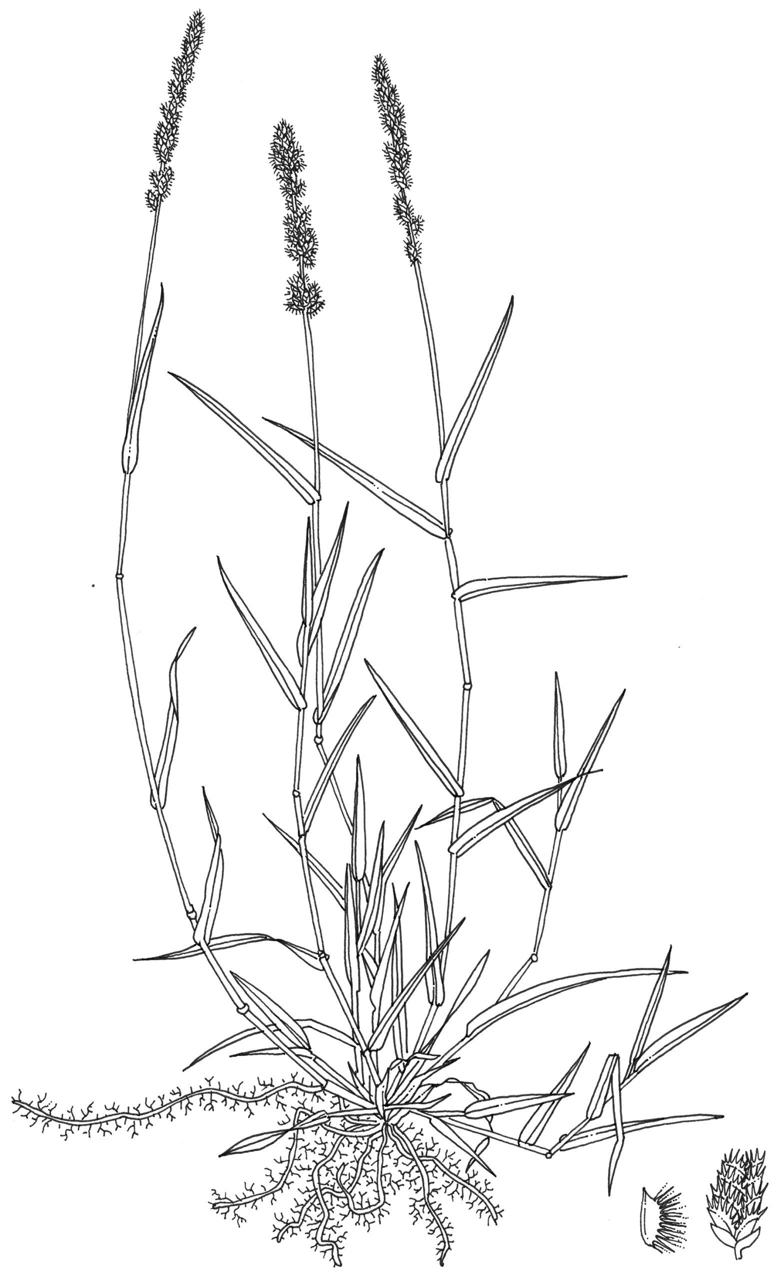 Grasses