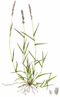 Gophertail lovegrass Eragrostis cilarius