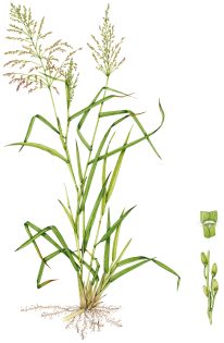 Guinea grass Megathyrsus maximus