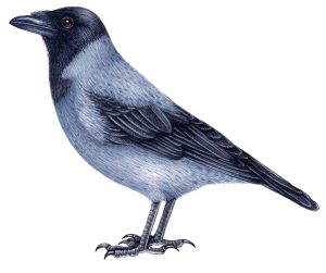 Hooded crow Corvus cornix