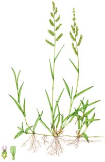 Jungle rice Echinochloa colona