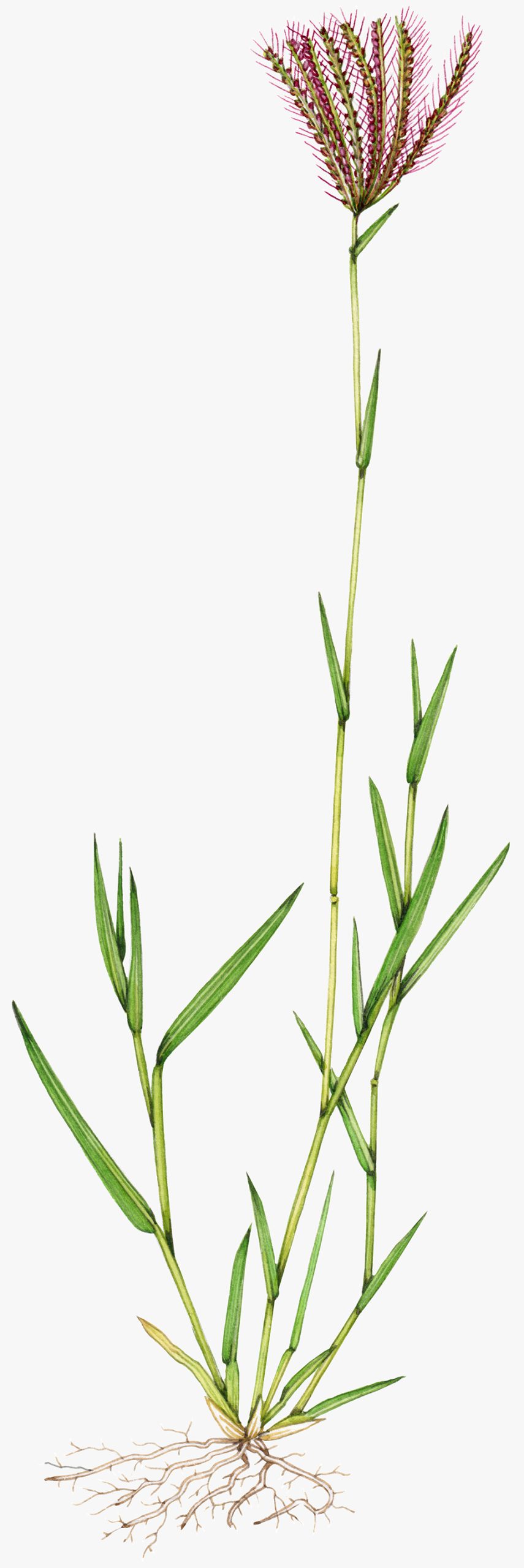 Grasses