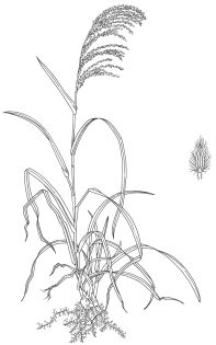 Sour grass Digitaria insularis pen and ink