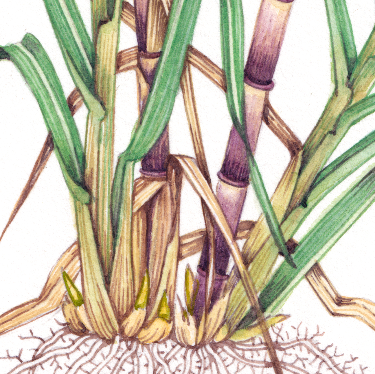 sugar cane
