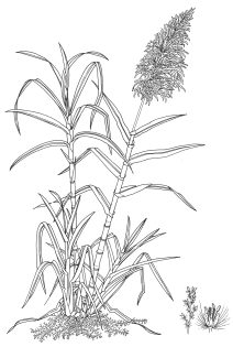Sugar cane Saccharum officinarum pen and ink
