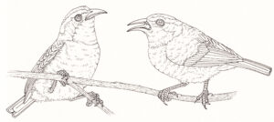 Bananaquit pair Coereba flaveola