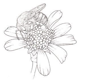 Bottle bee Melipona lautipes on Tridax daisy