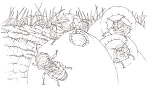 Bottle bee Melipona lautipes with nests