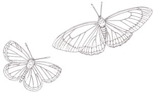 Hanno blue Hemiargus hanno and Southern Red rim Biblis hyperia