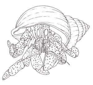 Hermit crab Coenobita clypeatus