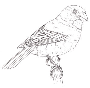 Lesser Antillean bullfinch Loxigilla noctis