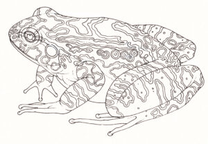 Montserrat Mountain chicken Leptodactylus fallax