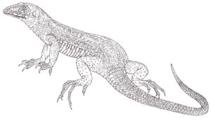 Montserrat ameiva (ground lizard) Pholidoscelis pluvianotatusn