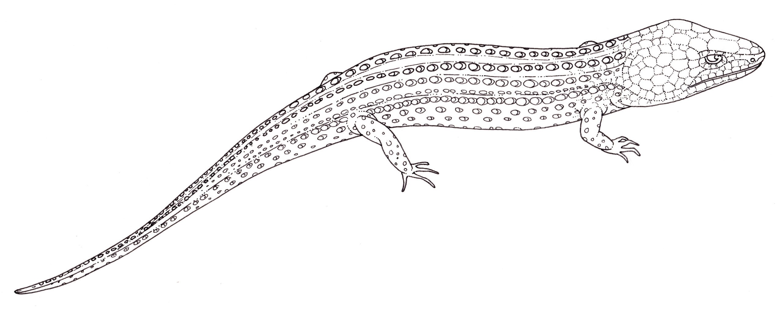 Montserrat galliwasp