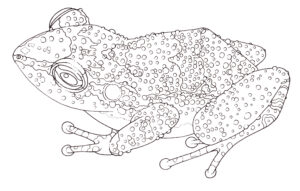 Montserrat whistling frog Antilles coqui Eleutherodactylus