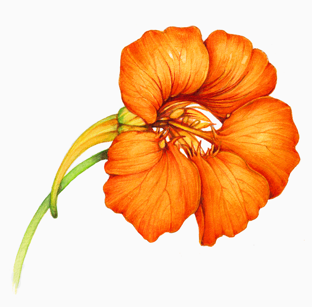 nasturtium