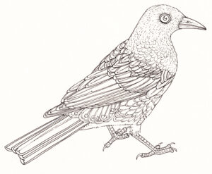 Pearly-eyed thrasher Margarops fuscatus