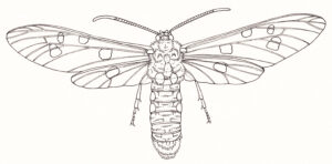 Polka-dot wasp moth Syntomeida epilais