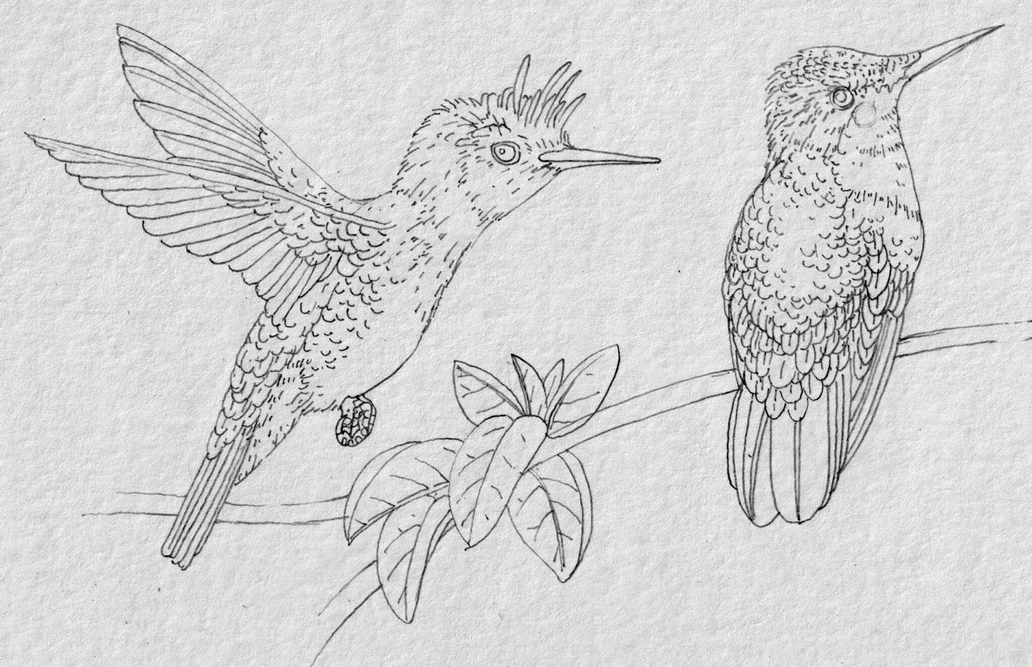 ROUGH Antillean crested hummingbird (male & female) Orthorhyncus ...