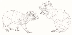 Red rumped Agouti Dasyprocta leporine nobelie