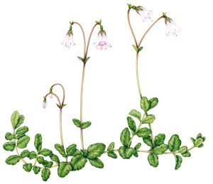 Twinflower Linnaea borealis