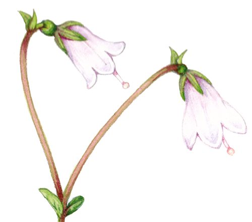Twinflower