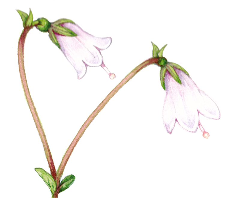 Twinflower