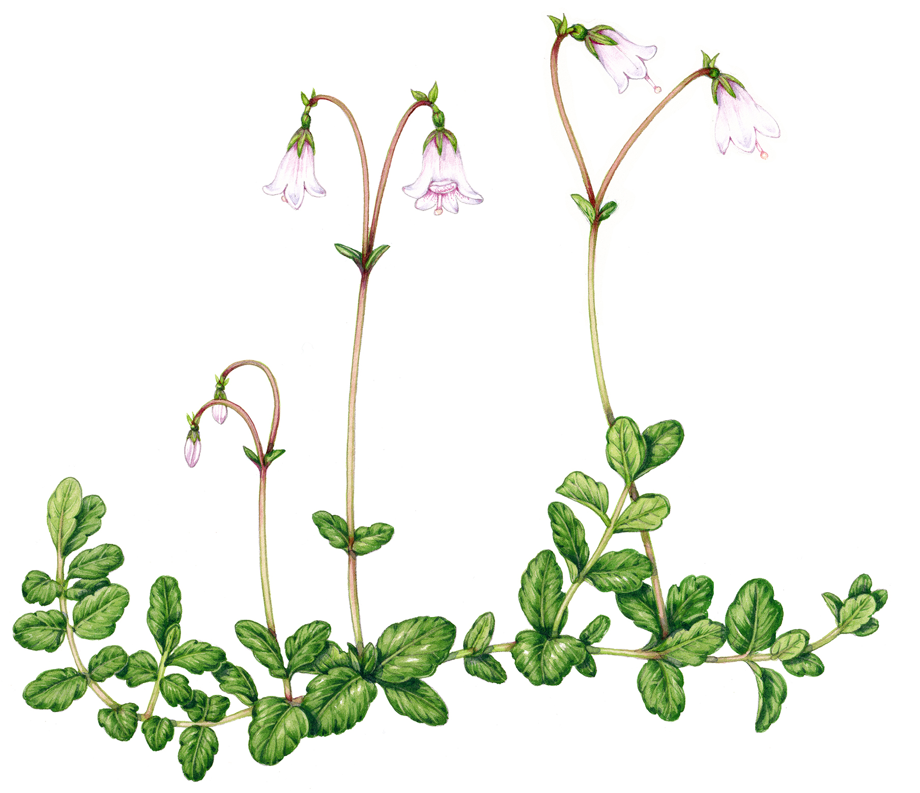 Twinflower