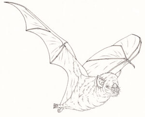 Yellow-shouldered bat Sturnira angeli vulcanensis