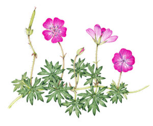 Bloody cranesbill Geranium sanguineum