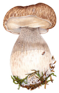 Penny bun Boletus edulis fungi