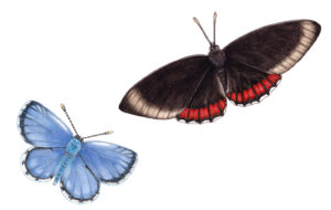 Hanno blue butterfly Hemiargus hanno Red rim Biblis hyperia