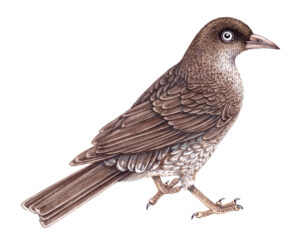 Pearly eyed thrasher Margarops fuscatus
