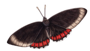 Red rim butterfly Biblis hyperia