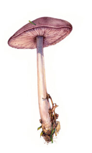Rosy bonnet mushroom Mycena rosea