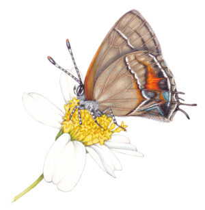 Angerona hairstreak Electrostrymon angerona